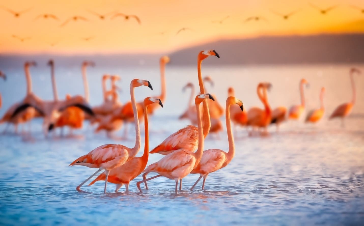 A flock of flamingos are swimming in the water.